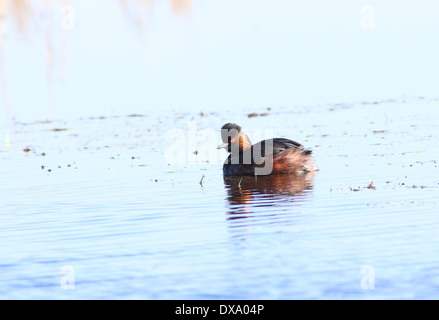 Grèbe à cou noir (Podiceps nigricollis) Banque D'Images