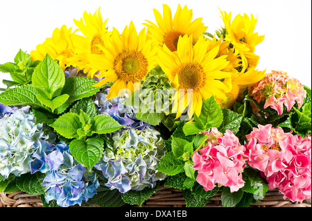 Tournesols colorés et hortensia arbustes Banque D'Images