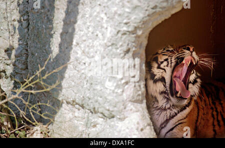 Munich, Allemagne. Mar 17, 2014. Tigre de Sibérie Jegor bâille au zoo Hellabrunn de Munich, Allemagne, 17 mars 2014. Photo : Nicolas Armer/dpa/Alamy Live News Banque D'Images