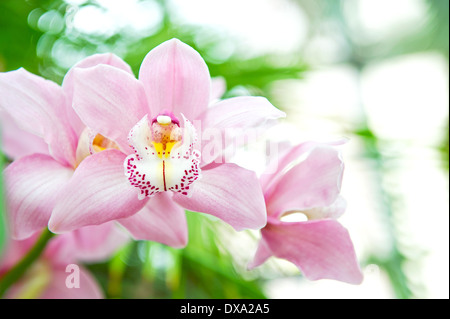 Belle orchidée, fleur rose sur fond vert feuilles Banque D'Images