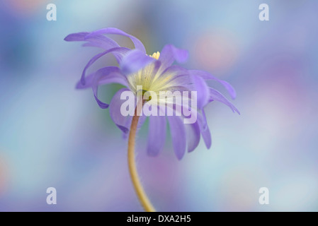 Windflower Anemone blanda, hiver, tourné par le bas contre un fond bleu tacheté. Banque D'Images