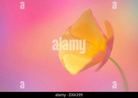 Pavot de californie Eschscholzia californica, Côté, vue sur. Tourné sur un fond rose tacheté de flou. Banque D'Images