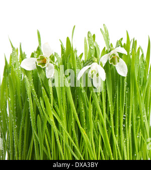 Perce-neige dans l'herbe verte avec des gouttes d'eau de fleurs de printemps. Banque D'Images