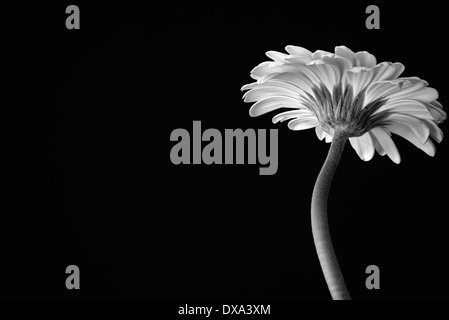 Gerbera jamesonii, noir et blanc fleur vue du dessous contre un solide fond noir. Banque D'Images