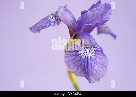 Iris de Sibérie Iris sibirica, mousseux 'rose', fleurs de mauve, lilas pâle contre l'arrière-plan de couleur. Banque D'Images