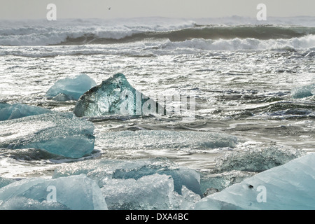 Une remarquable au milieu des icebergs Translucide bleu gros icebergs dans le surf s'écraser sur le sable noir à Jokulsarlon, Islande Banque D'Images