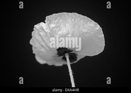 Coquelicot, Papaver commutatum 'Ladybird', noir et blanc fleur tourné par derrière. Banque D'Images