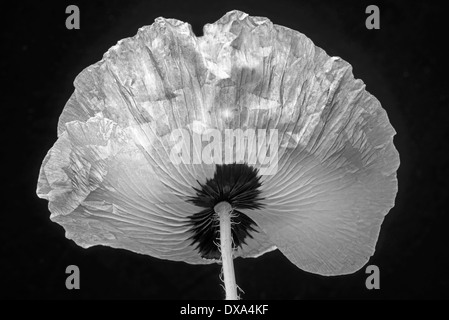 Coquelicot, Papaver commutatum 'Ladybird', noir et blanc fleur tourné par derrière. Banque D'Images