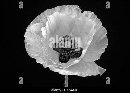 Coquelicot, Papaver commutatum 'Ladybird', noir et blanc fleur sur fond noir. Banque D'Images