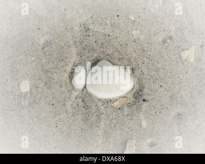 Sea Shell dans le sable sur Gasparilla Island Beach, la Côte du Golfe, FL, USA Banque D'Images