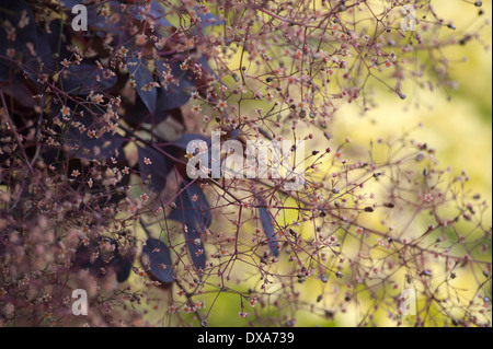 Bush fumée Prunus serrula 'Royal Purple' masses de fleurs minuscules avec des feuilles pourpre foncé derrière et contrasté contre golden Banque D'Images