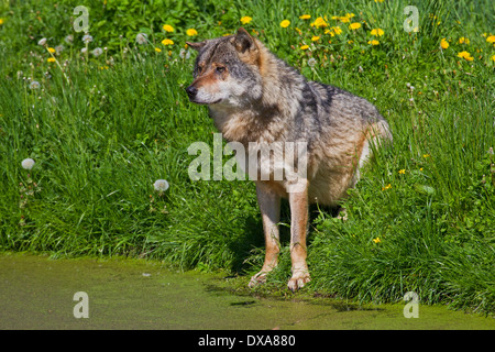 Loup eurasien (Canis lupus lupus) assis sur le bord du lac en été Banque D'Images