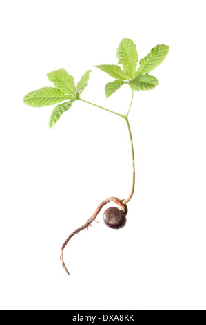 Le marronnier d'Inde, Aesculus hippocastanum, plantule montrant le conker encore attaché. Banque D'Images