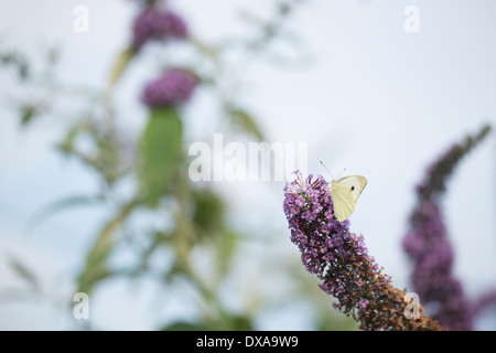 Grand papillon blanc, Pieris brassicae, le Buddleja davdii Banque D'Images