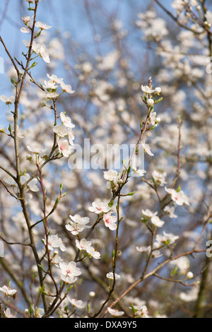 Cherry Plum, Prunus divaricata ou Prunus cerasifera sous-espèces divaricata en fleurs au printemps Banque D'Images