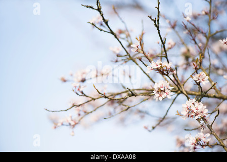 Prunus cerasifera 'Hessei', cerisier ou Prunier Myrobalan Banque D'Images