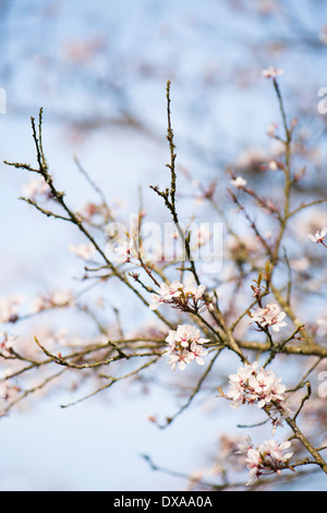 Prunus cerasifera 'Hessei', cerisier ou Prunier Myrobalan Banque D'Images