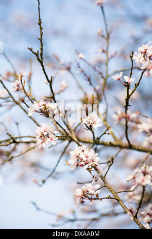 Prunus cerasifera 'Hessei', cerisier ou Prunier Myrobalan Banque D'Images