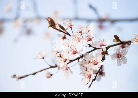 Prunus cerasifera 'Hessei', cerisier ou Prunier Myrobalan Banque D'Images