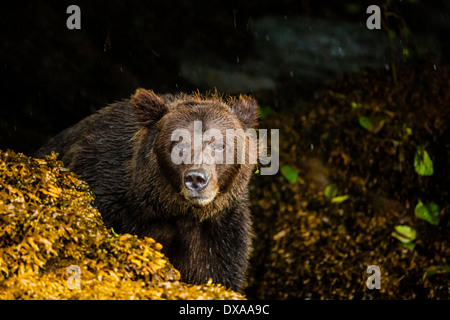 Un grizzli femelle fixe et renifle en traversant l'entrée d'Khutzeymateen dans le nord-ouest de la Colombie-Britannique, Canada. Banque D'Images