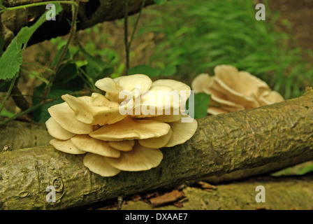 Pleurotus cornucopiae - La Pleurote Banque D'Images