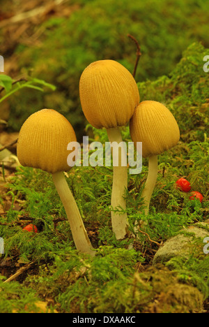 Le inkcap - Coprinus micaceus scintillants Banque D'Images