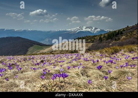 Purple crocus en haute montagne Banque D'Images