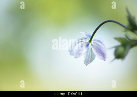 Wind flower Anemone leveille vue arrière montrant le dessous des fleurs lilas blanc contre un point jaune et vert Banque D'Images