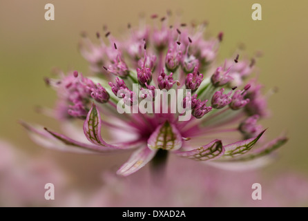 Masterwort Astrantia major, 'Pink penny', Close up vue latérale de la tête de fleur rose et vert. Banque D'Images