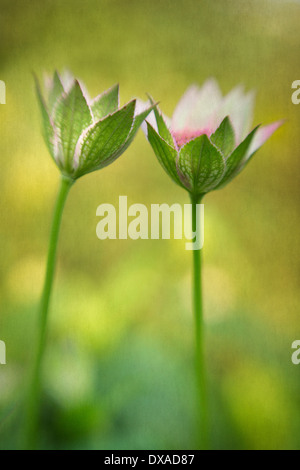 Masterwort Astrantia major, deux, l'ouverture des fleurs et se penchant l'un vers l'autre contre un arrière-plan gris jaune. Banque D'Images