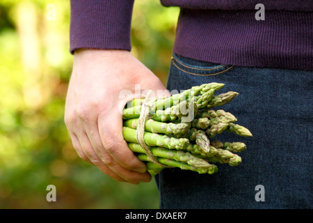 Man holding fresh green asperge (Asparagus officinalis) spears dans un jardin, UK Banque D'Images