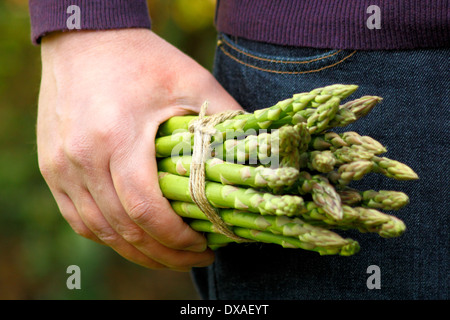 Asperges. Jardinier tenant des lances d'asperges vertes fraîches (Asparagus officinalis) dans un jardin, Royaume-Uni Banque D'Images