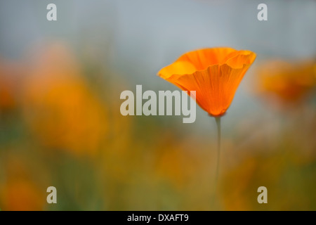 Pavot de californie Eschscholzia californica, 'Orange King' avec d'autres hors de l'accent en arrière-plan. Banque D'Images