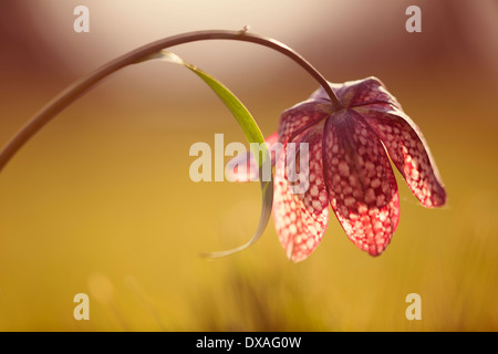 Tête du serpent fritillary Fritillaria meleagris simple tige courbée pour la fleur est bien faible ramasse le rétroéclairage Banque D'Images