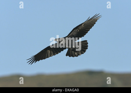 Grand corbeau Corvus corax Banque D'Images