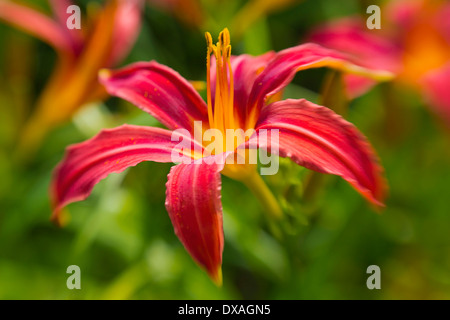 Hemerocallis hémérocalle, fleur rouge, montrant ses longues étamines dressées. Banque D'Images