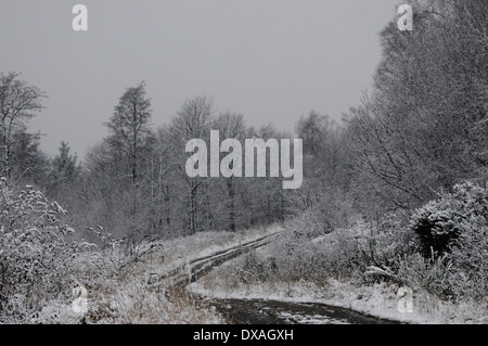 La couverture de neige piste en forêt près de Sherrifmuir, Stirling, Ecosse. Banque D'Images