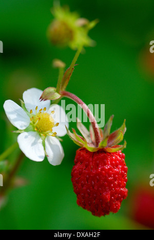 Fraise des bois Banque D'Images