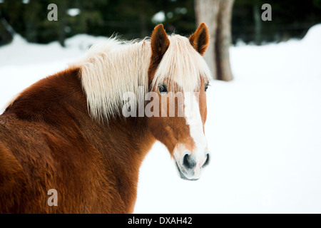 Brown horse belge dans l'hiver Banque D'Images