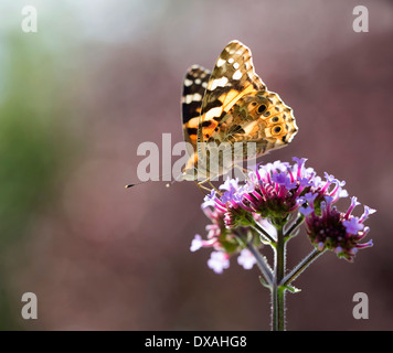 La Verveine, Verbena bonariensis brésilien avec un papillon belle dame, rétroéclairé. Banque D'Images