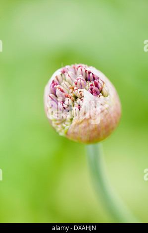 Allium hollandicum, Allium 'Purple Sensation', fleurs sortant de bud. Banque D'Images