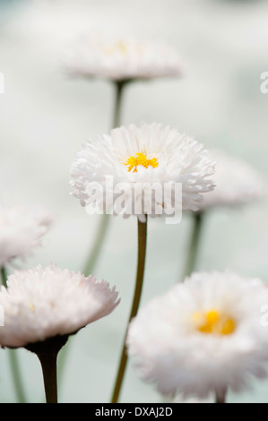 Daisy , double, Bellis perennis Tasso série. Banque D'Images