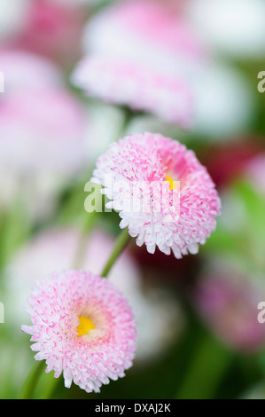 Daisy , double, Bellis perennis Tasso série. Banque D'Images