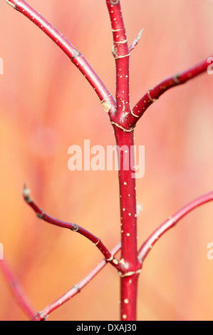 Cornouillers à écorce rouge, le cornouiller, le Cornus alba 'Spaethii'. Banque D'Images