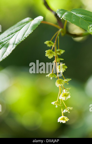 L'Érable, Pere David's Maple, Acer davidii, nouvelle croissance. Banque D'Images