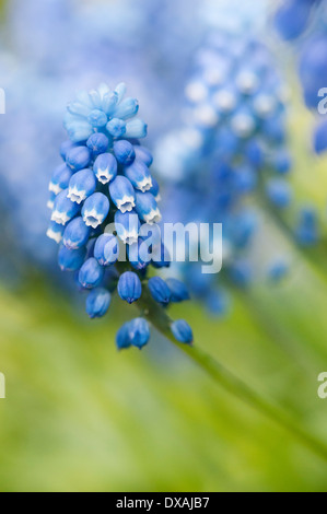 Grape hyacinth Muscari botryoides, "superstar", près de l'fleurs bleues. Banque D'Images