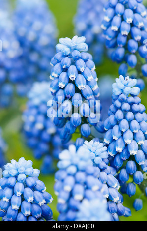 Grape hyacinth Muscari botryoides, "superstar", près de l'fleurs bleues. Banque D'Images