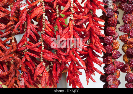 Piment, Capsicum annuum, cordes de piments a raccroché séchez. Banque D'Images