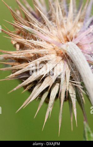Le musc chardon, Carduus nutans, spikey flowerhead vus de derrière. Banque D'Images