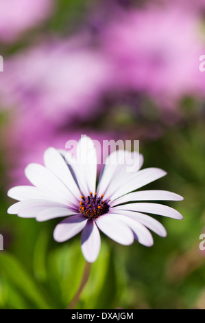 Daisy africains, Osteospermum ciliata, croissante à l'extérieur. Banque D'Images